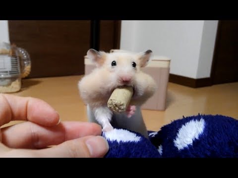 funny-hamsters-are-thrilled-with-bait-falling!
