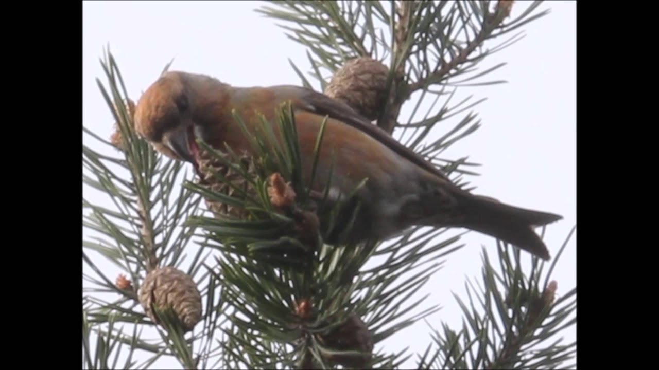 Parrot Crossbill April 2015 