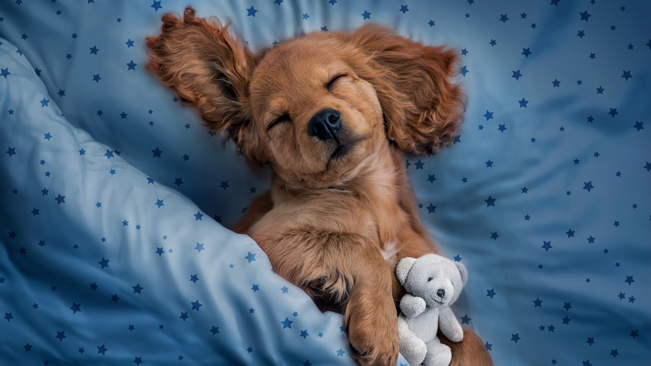 10 Hours of White Noise for Dogs | Stop Dog Barking | Works Better than Music!