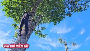 Thót tim !!! Vua khỉ leo cưa cây Sao vô cùng khó cạnh ngôi mộ.