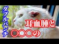 【超緊急】激しい〇〇を繰り返して…再び病院へ