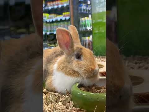 Video: Budou králíci jíst kaktusy?