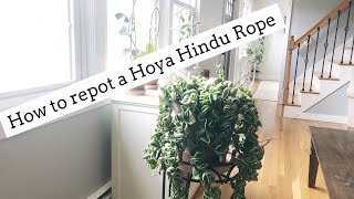 How to Repot a Hoya Hindu Rope!