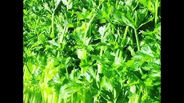 Hydroponic celery
