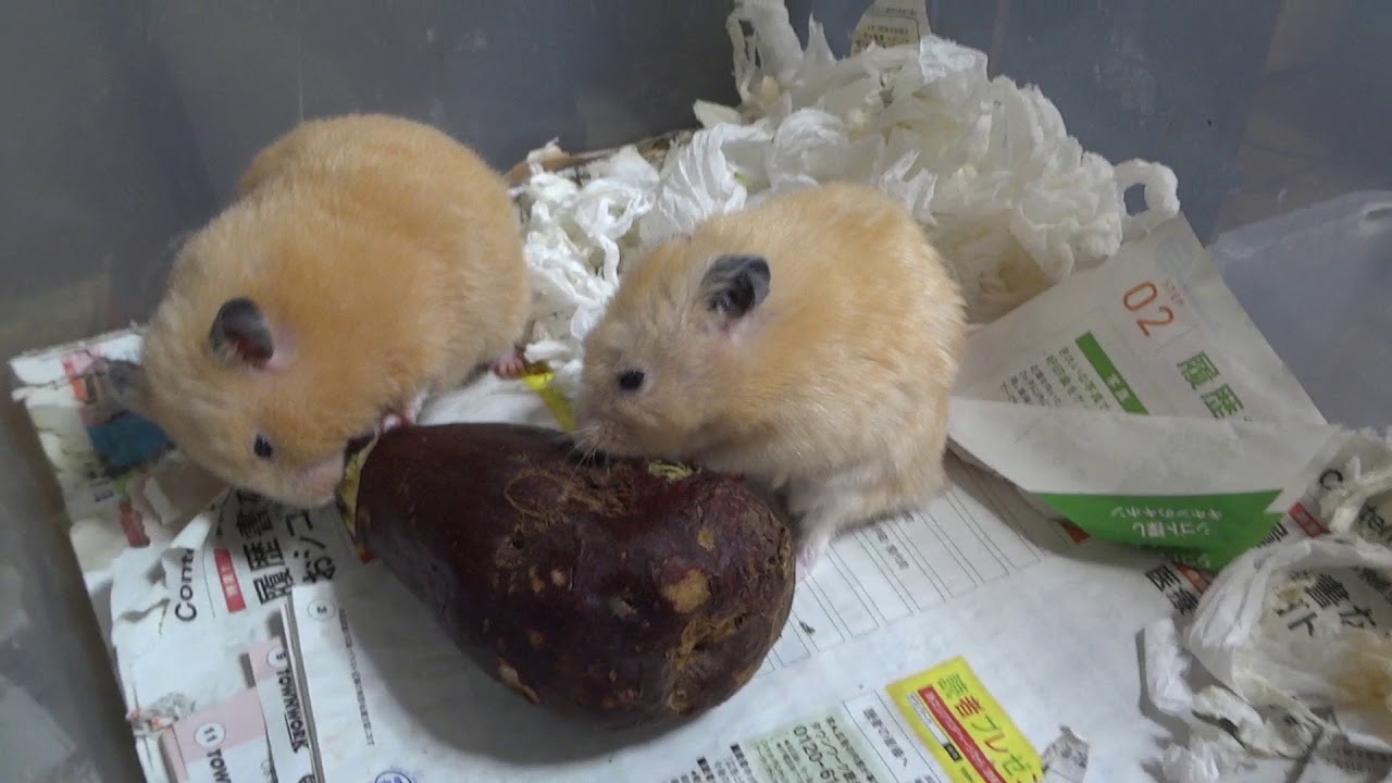 熱い焼き芋を食べるハムスター Youtube 熱い焼き芋を食べるハムスター Youtube