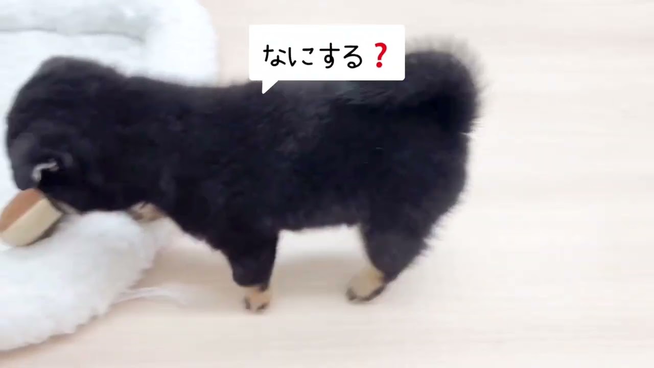 豆柴 】見逃し厳禁！絶対に会うべき黒豆柴ちゃん! | マルワンBLOG