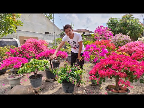 Video: Bagaimana cara menanam bunga oleander yang lembut?