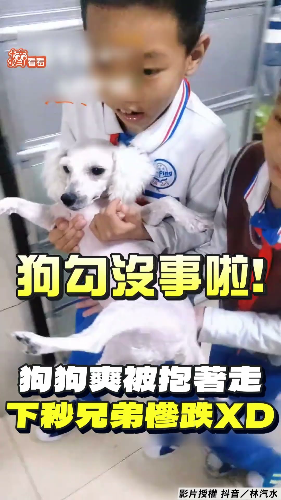 小兄弟心疼比熊犬「超Chill抬著走」下秒「衰絆倒」狗狗受牽連懷疑人生｜TVBS新聞@TVBSNEWS01