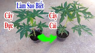 làm sao để bạn có thể phân biệt chính xác cây đu đủ đực và cái, cách phân biệt cây đu đủ đực và cái