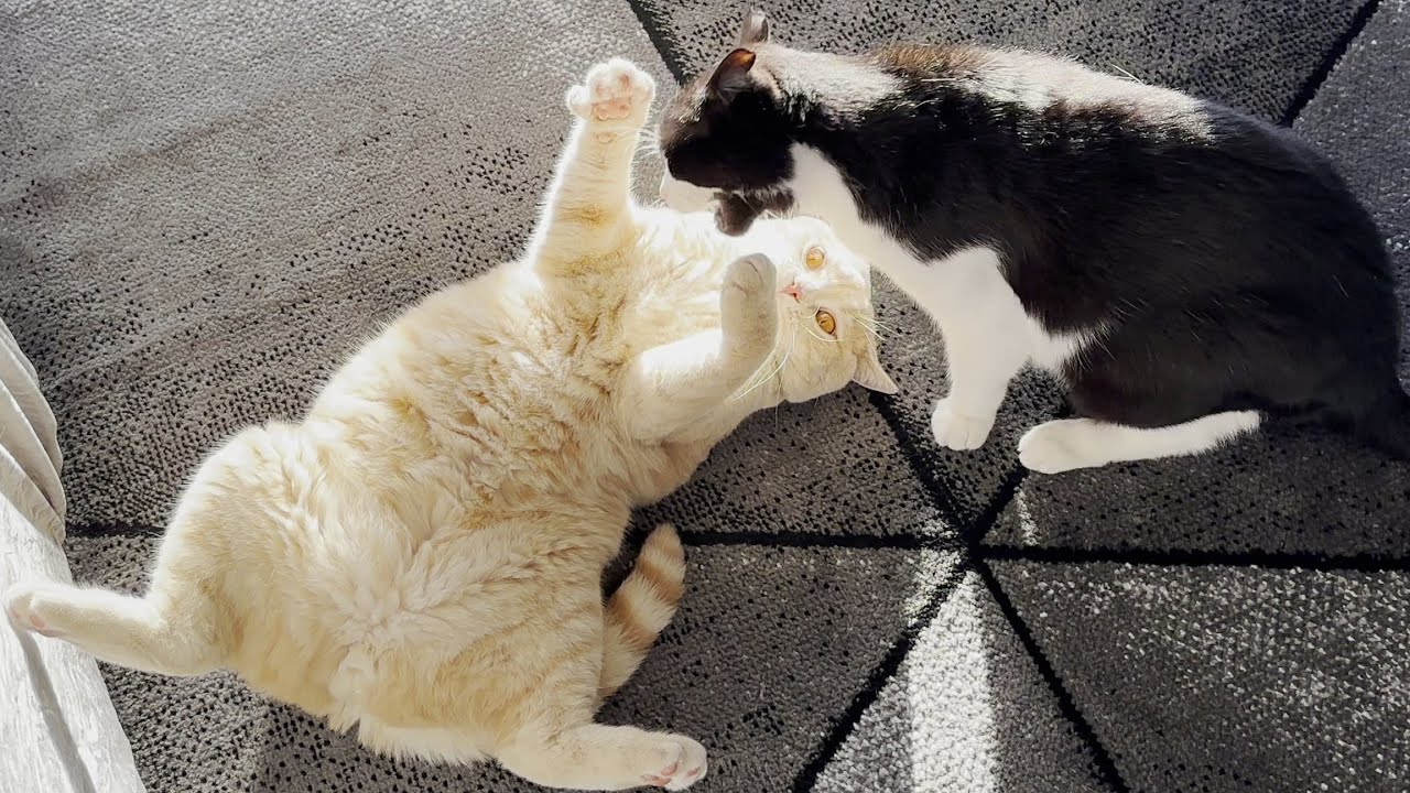 Cat Shows Belly While Play Fighting With Other Cat YouTube cat-shows-belly-while-play-fighting-with-other-cat-youtube