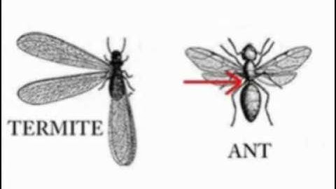 how to identify a termite or ant swarmer