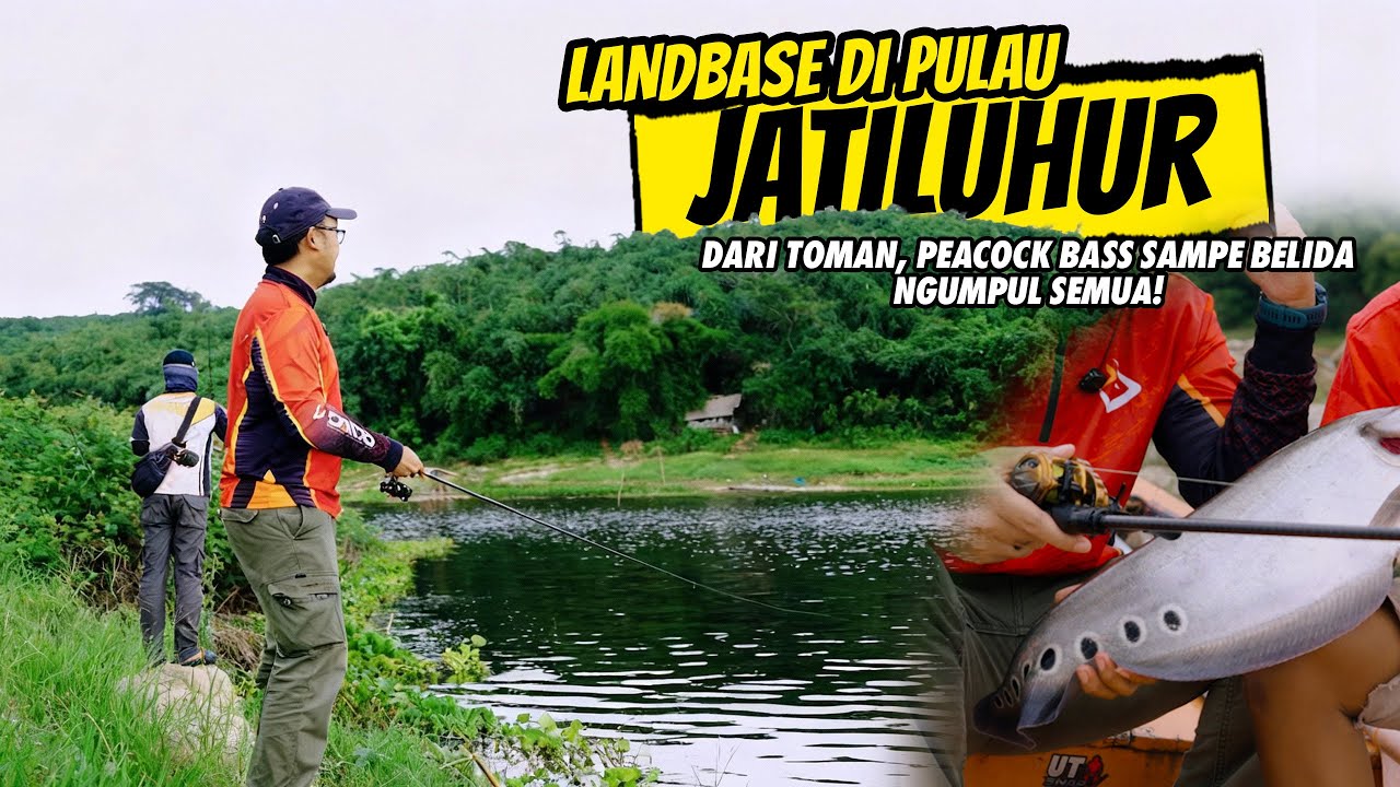 JADI SARANG IKAN INVASIF UTAMA KAMI BANTU MEMBERSIHKANNYA! DARI PEACOCK BASS SAMPE BELIDA KENA SEMUA