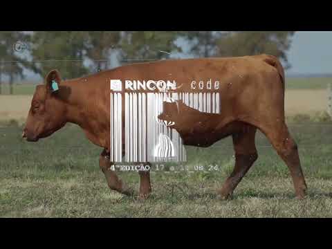 LOTE 114   TAT 3933 Red Angus