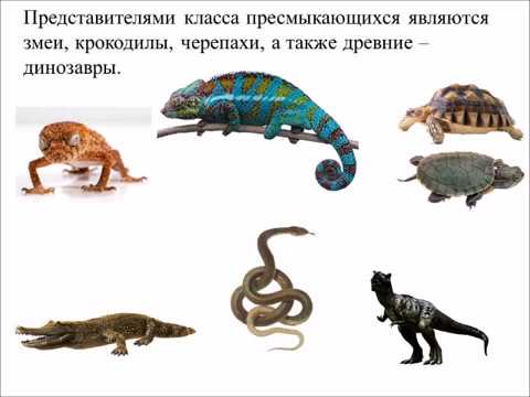 Класс Пресмыкающиеся. Систематика, строение  и размножение