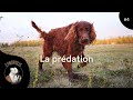 La prdation chez le chien  formation en ligne sur cynopolisfr