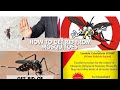 How To Make Homemade Mosquito Killer Solution | Mosquito Control | Dengue Killer | Icon Lymbda