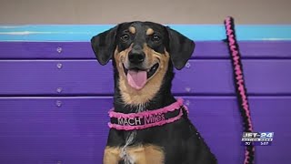 Dog adopted from Erie shelter shines at Westminster Kennel Club Dog Show