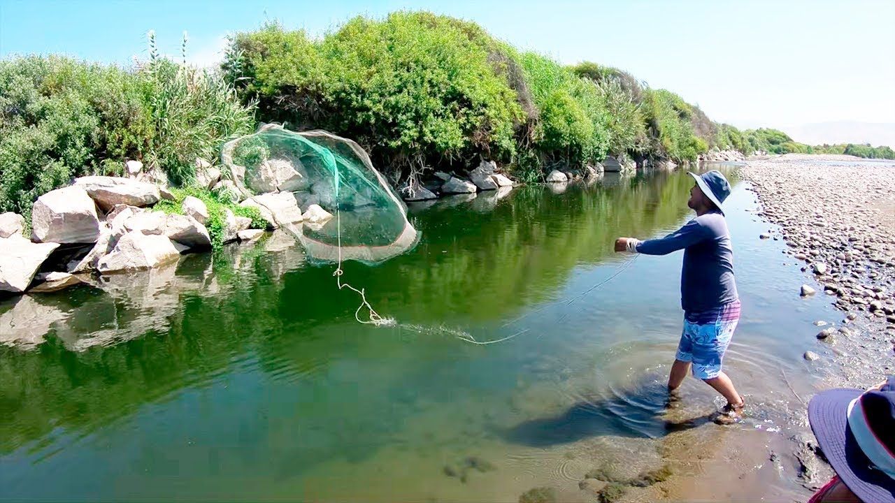 Increíble #PESCA de Camarones en Río con la Mejor #Red Atarraya - YouTube