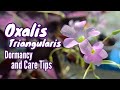 Oxalis triangularis  dormancy and care tips