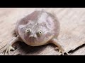 Top 10 Newly Discovered Animals 1