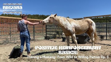 Positive Reinforcement Basics: Training a Mustang - From Wild to Willing Partner Ep. 3