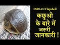 Indian Flapshell Turtle के बारे में जरूरी जानकारिया | देखभाल | उपचार || Dr Nagender Yadav