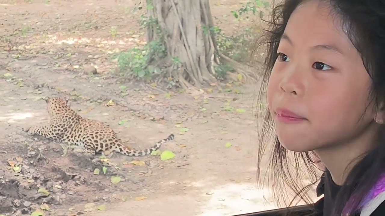 ไปให้อาหารยีราฟ สนุกสนาน กันที่ ซาฟารี ปาร์ค กาญจนบุรี