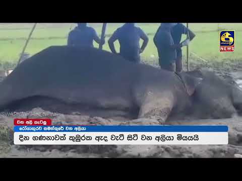 රෝගාතුරව වැටී සිටි සමන්තුරේ වන අලියා අද අලුයම මියයයි