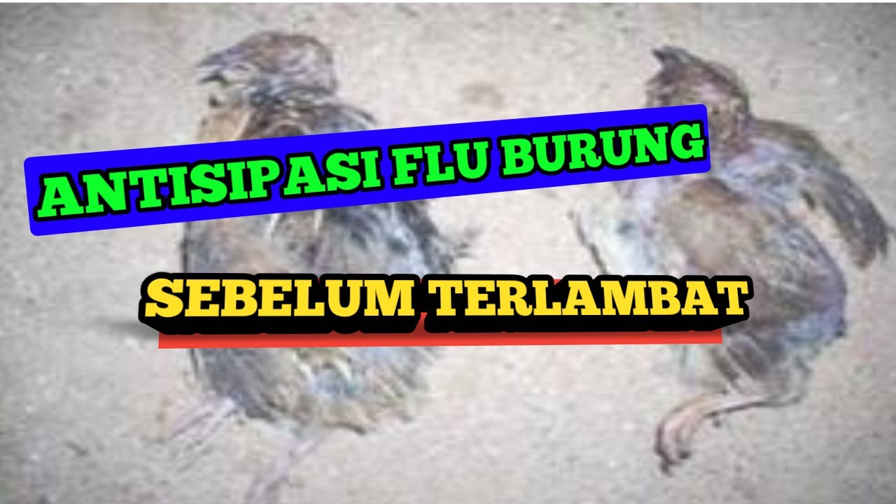 cara mengatasi flu burung pada puyuh | pencegahan dan penanganan