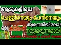 ആടിന് ചെള്ളും  പേനും ഓടാൻ ഒരു sooper നാടൻ മരുന്ന് (treatment for lice in goat)