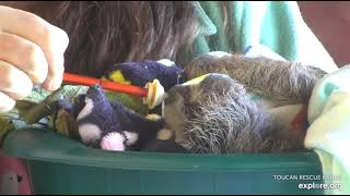 Miss Leslie feeds rescued baby sloth Robin!  Recorded 01\/31\/23