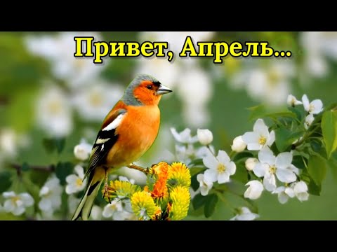 С 1 Апреля! С Первым Днём Апреля! Встречаем Апрель! С Добрым Утром 1 Апреля!