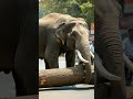 Elephant and Road | EOTF | #shortsai #ai #eotf #elephant #eyesonthefield