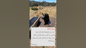 إنما حرم عليكم الميتة والدم ولحم الخنزير #سعود_الشريم #سورة_البقرة