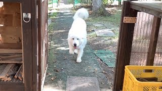 散歩に呼ばれて小走りでやってきたルンルンです　Great Pyrenees　グレートピレニーズ