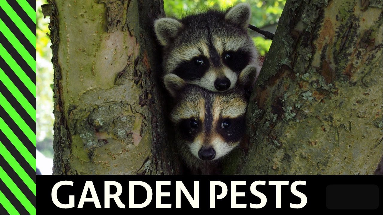 Protect Your Garden from Animals - YouTube