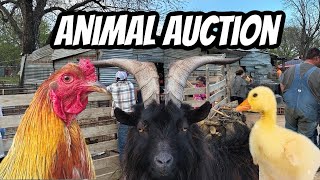 Head To A Small Town Animal Auction