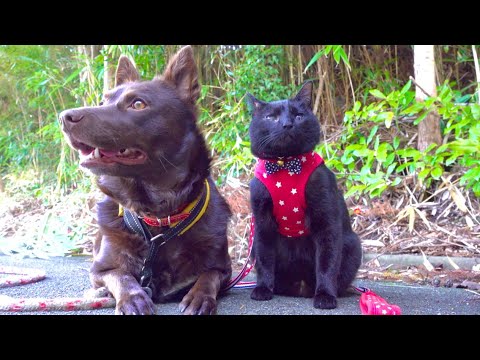 ワンコと黒猫と散歩してたらあの食材が大量発生していた！！