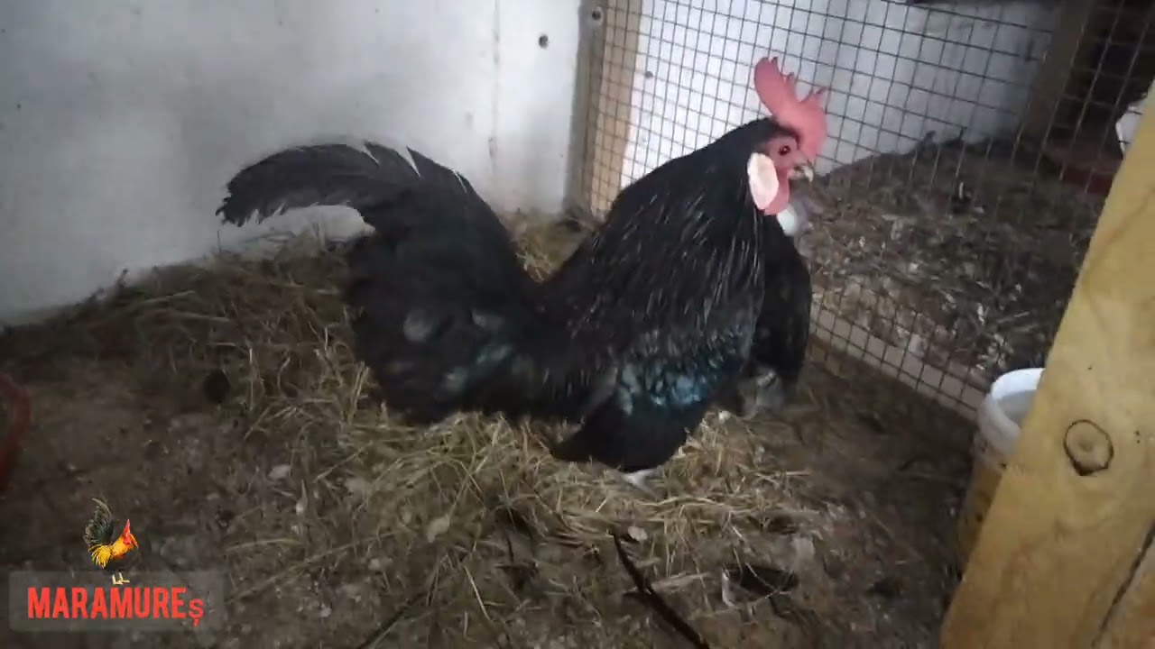 🤩‼️Noutăți în gospodărie am cumpărat cuști de prepelițe ‼️🙏