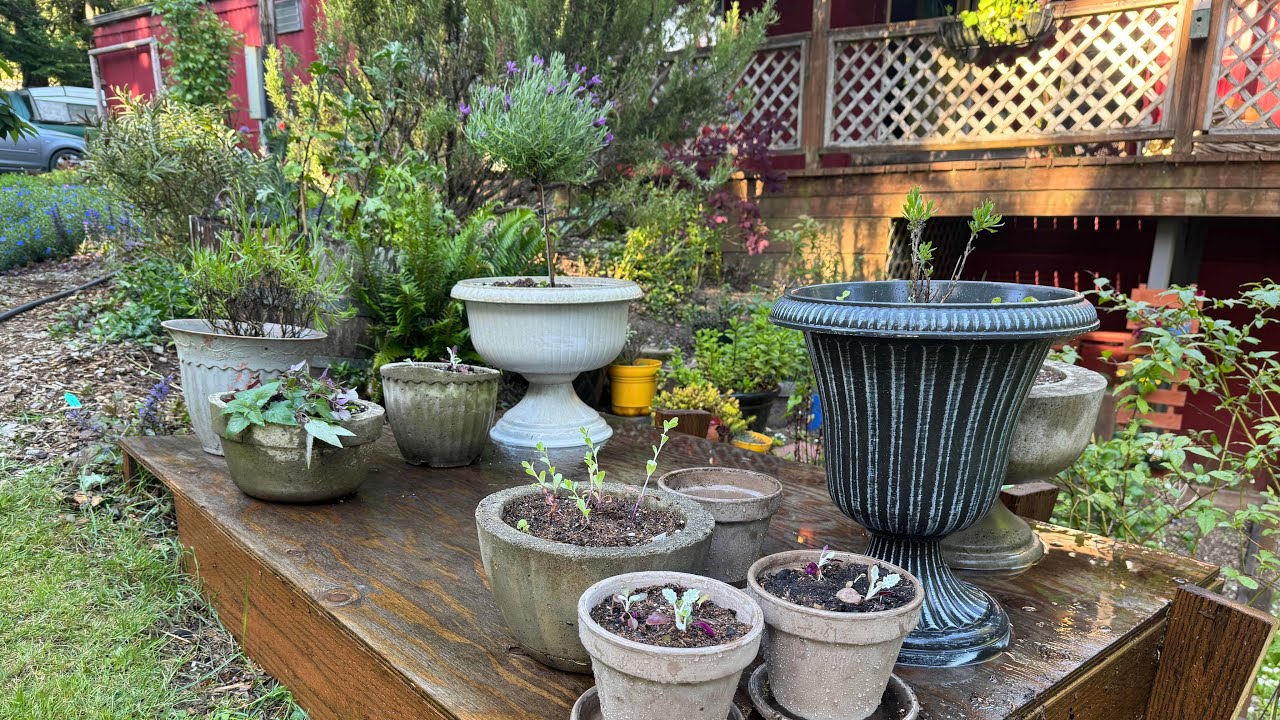 Building My Dream Lavender Potscape | Romantic Garden Inspiration