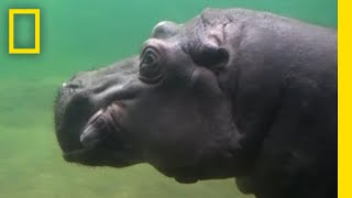 Surviving a Hippo Attack | Something Bit Me! | National Geographic