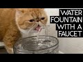 NPET WATER FOUNTAIN REVIEW | SVEN AND ROBBIE