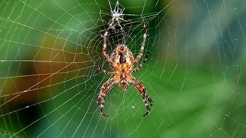 Webs of Intrigue [Full Documentary]
