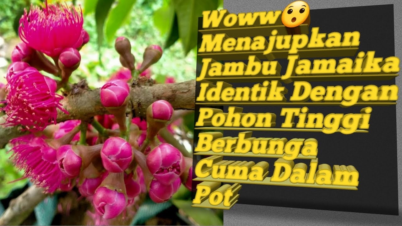 TABULAMPOT JAMBU  AIR JAMAIKA / JAMBU DARSONO BERBUNGA DALAM POT SUNGGUH MENAJUPKAN