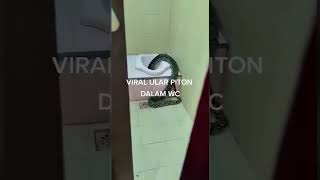 LARGEST SNAKE found going inside inside toilet #shorts