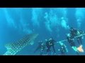 Curious whale shark watches divers doing safety stop