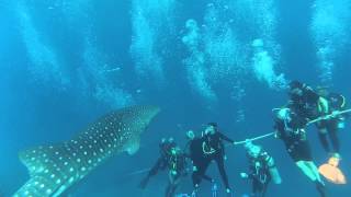 Curious whale shark watches divers doing safety stop by The Documentary Network 66,383 views 10 years ago 1 minute, 13 seconds