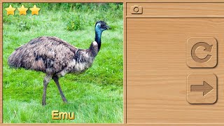 Australia and Oceania ( Emu ) puzzle games | Jigsaw puzzle | logical content puzzle games screenshot 3