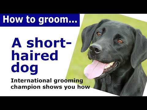 Video: Short-haired Dog Grooming