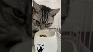 カリカリが美味過ぎるッ！すごい速さで完食する猫の動画 #Shorts